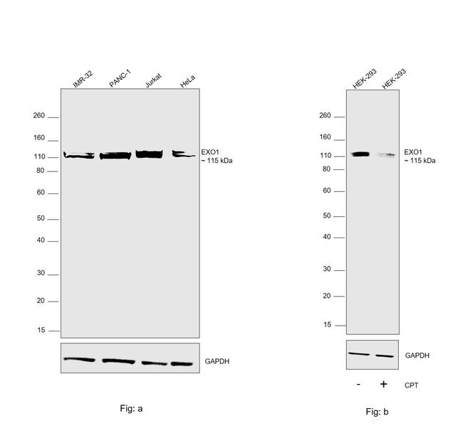 EXO1 Antibody in Western Blot (WB)