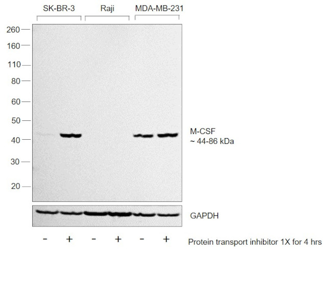 M-CSF Antibody