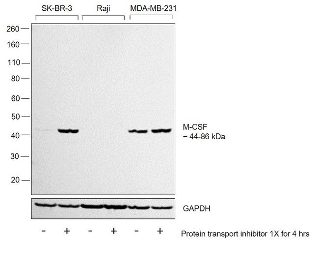 M-CSF Antibody in Western Blot (WB)