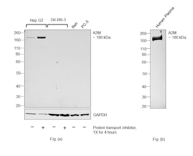 A2M Antibody