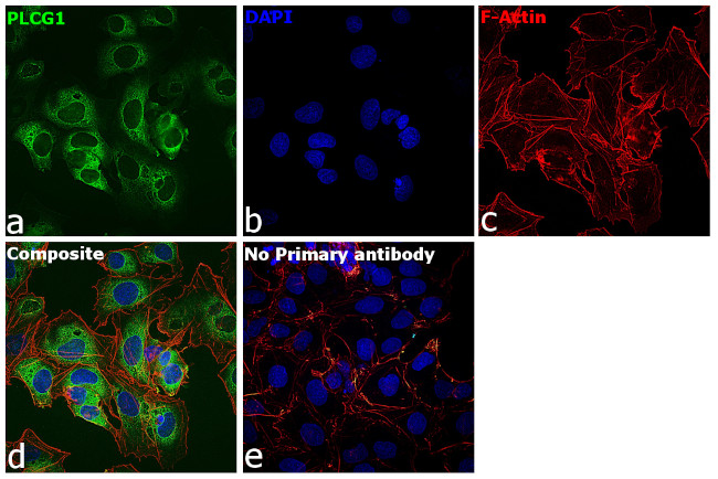 PLCG1 Antibody in Immunocytochemistry (ICC/IF)