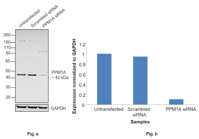 PPM1A Antibody