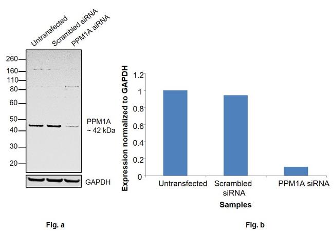 PPM1A Antibody in Western Blot (WB)