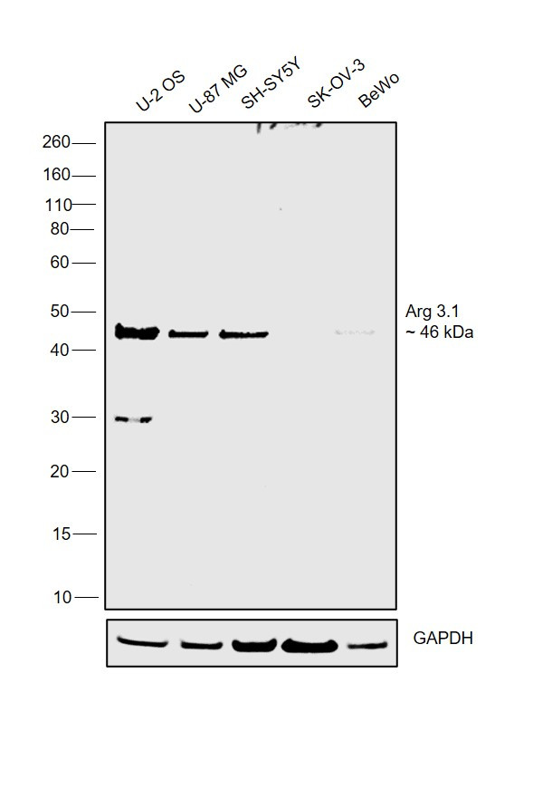 Arg3.1 Antibody