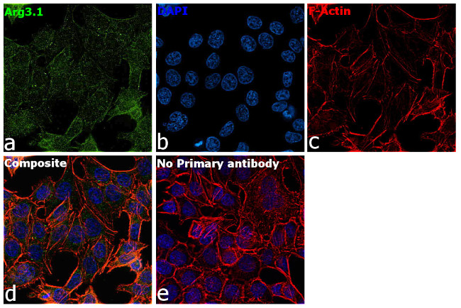 Arg3.1 Antibody in Immunocytochemistry (ICC/IF)