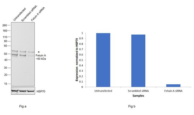 Fetuin A Antibody in Western Blot (WB)