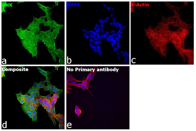 KHK Antibody in Immunocytochemistry (ICC/IF)