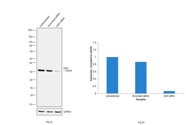 KHK Antibody in Western Blot (WB)