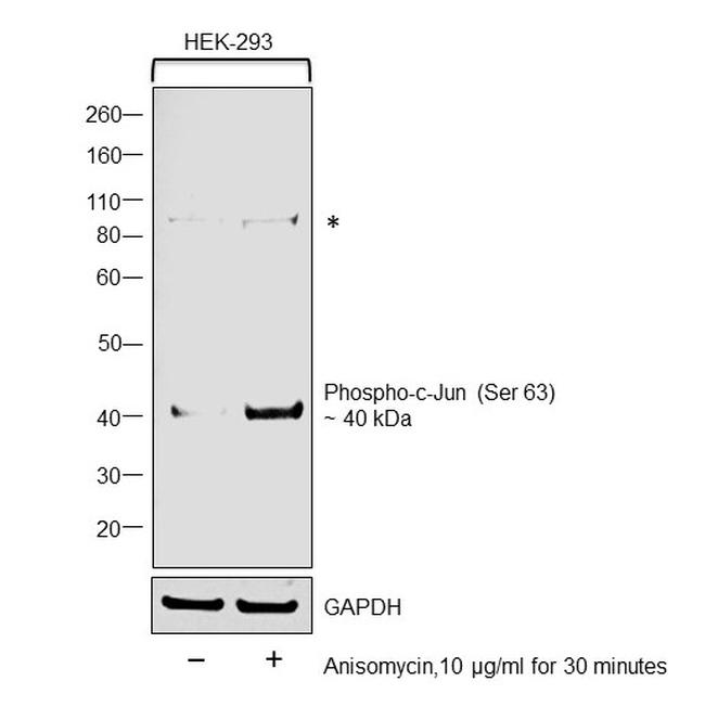 Phospho-c-Jun (Ser63) Antibody in Western Blot (WB)