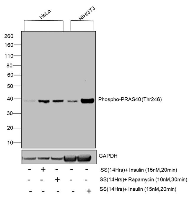 Phospho-PRAS40 (Thr246) Antibody in Western Blot (WB)