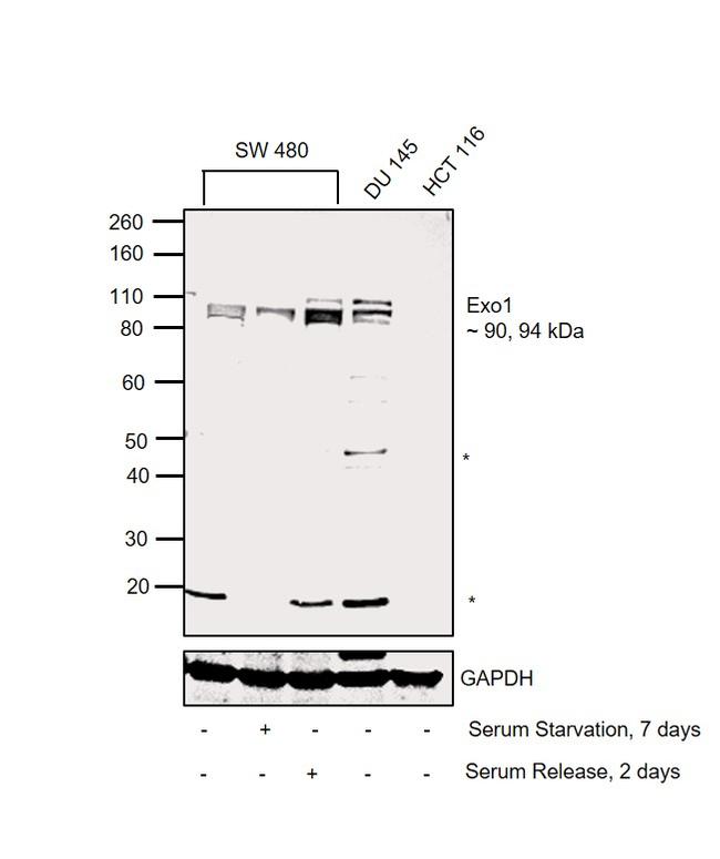 EXO1 Antibody in Western Blot (WB)