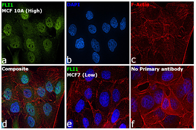 FLI1 Antibody