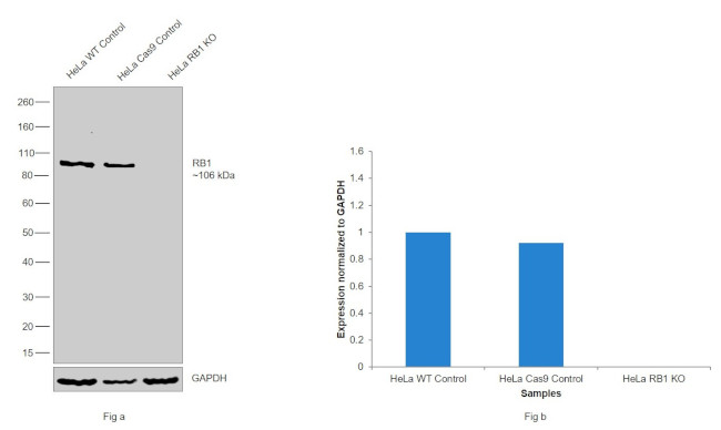 RB1 Antibody