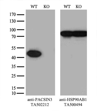PACSIN3 Antibody