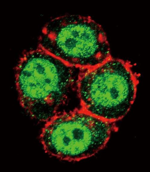 PAK1 Antibody in Immunocytochemistry (ICC/IF)