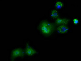 PANK2 Antibody in Immunocytochemistry (ICC/IF)