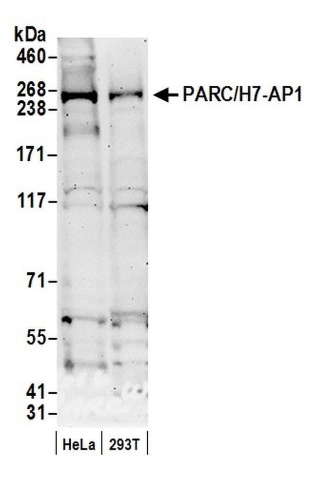 PARC/H7-AP1 Antibody in Western Blot (WB)