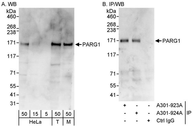 PARG1 Antibody in Western Blot (WB)