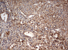 PARN Antibody in Immunohistochemistry (Paraffin) (IHC (P))