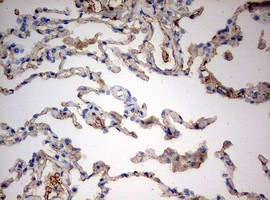 PARN Antibody in Immunohistochemistry (Paraffin) (IHC (P))