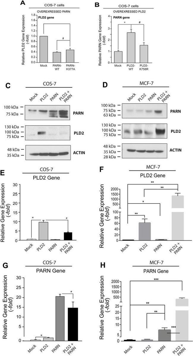 PARN Antibody in Western Blot (WB)