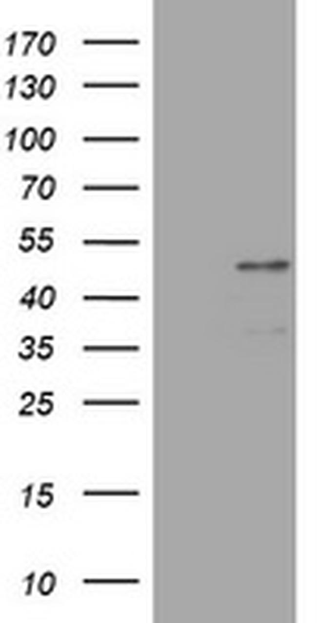 PAX5 Antibody in Western Blot (WB)