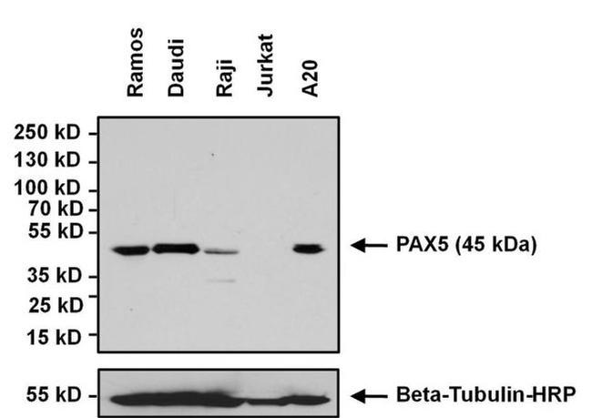 PAX5 Antibody in Western Blot (WB)