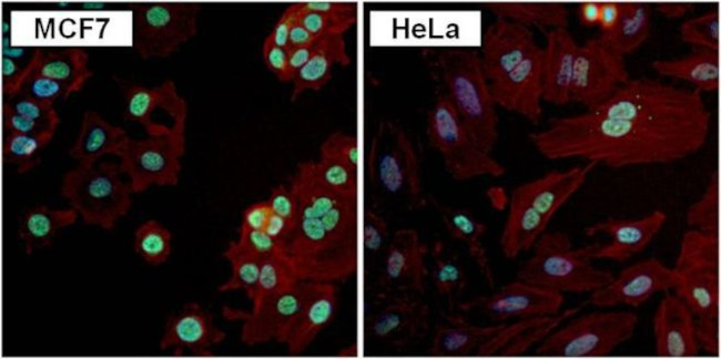 PAX7 Antibody in Immunocytochemistry (ICC/IF)