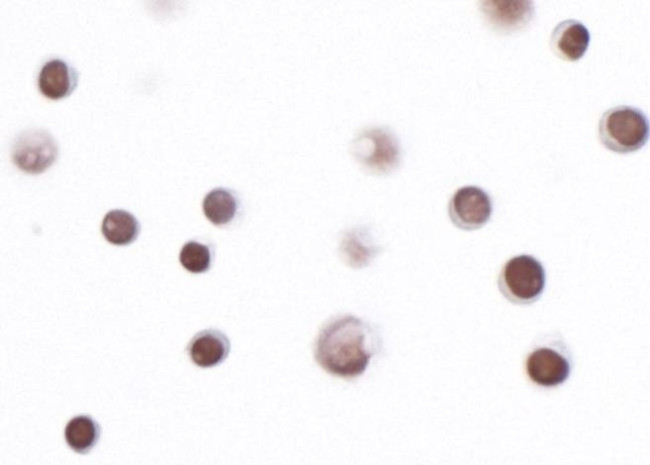 PBRM1 Antibody in Immunocytochemistry (ICC/IF)