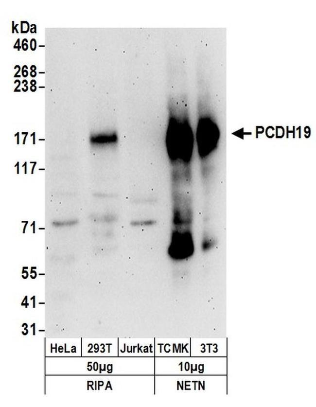 PCDH19 Antibody in Western Blot (WB)