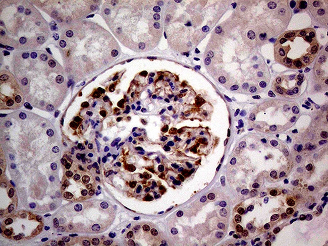 PCMT1 Antibody in Immunohistochemistry (Paraffin) (IHC (P))