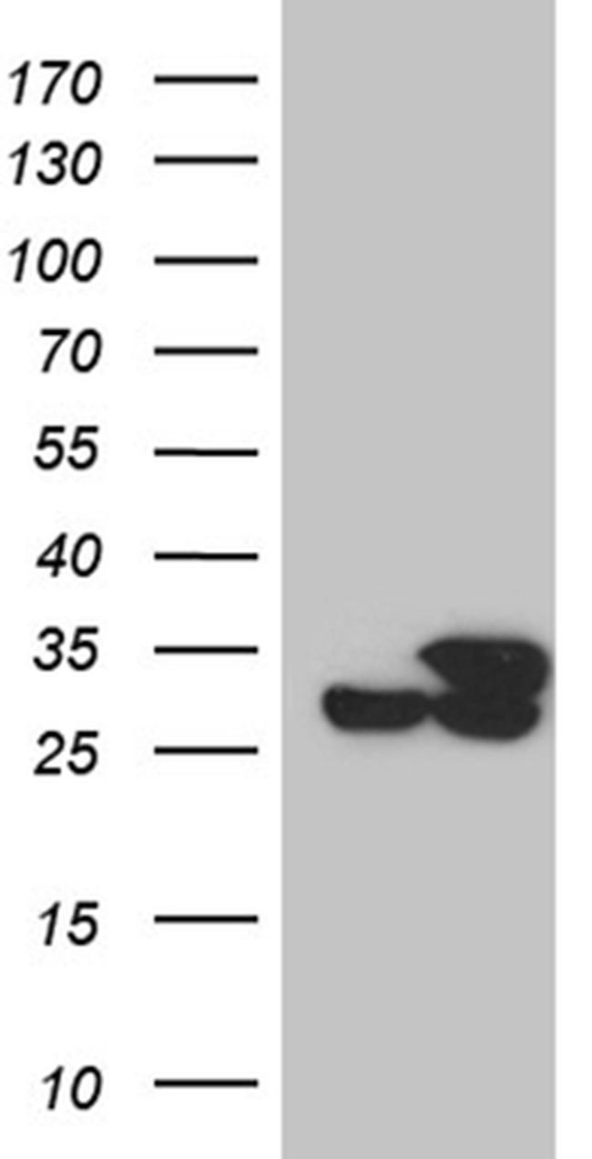 PCMT1 Antibody in Western Blot (WB)