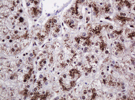PCNA Antibody in Immunohistochemistry (Paraffin) (IHC (P))