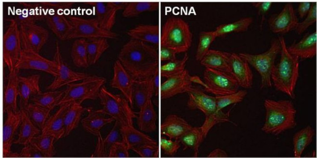 PCNA Antibody in Immunocytochemistry (ICC/IF)