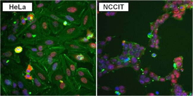 PCNA Antibody in Immunocytochemistry (ICC/IF)