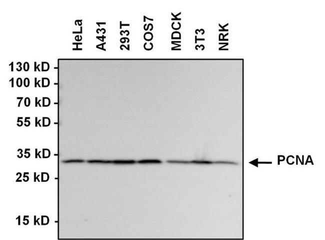 PCNA Antibody in Western Blot (WB)