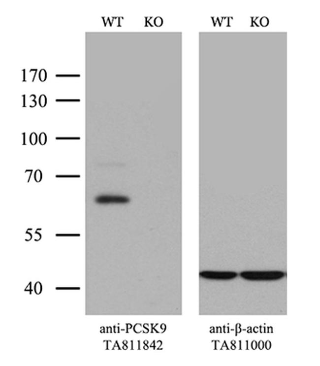 PCSK9 Antibody in Western Blot (WB)