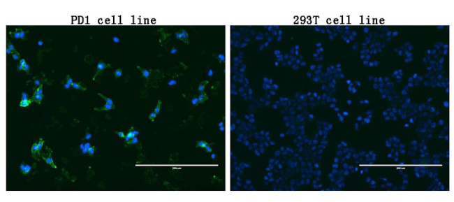 PDCD1 Antibody in Immunocytochemistry (ICC/IF)