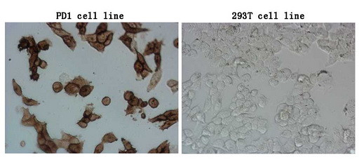 PDCD1 Antibody in Immunocytochemistry (ICC/IF)