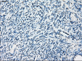 PDE10A Antibody in Immunohistochemistry (Paraffin) (IHC (P))