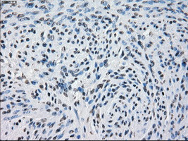 PDE10A Antibody in Immunohistochemistry (Paraffin) (IHC (P))