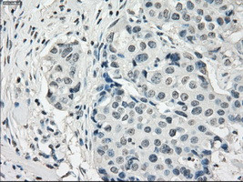 PDE10A Antibody in Immunohistochemistry (Paraffin) (IHC (P))