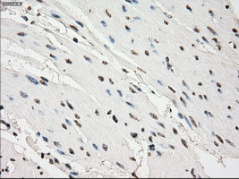 PDE10A Antibody in Immunohistochemistry (Paraffin) (IHC (P))