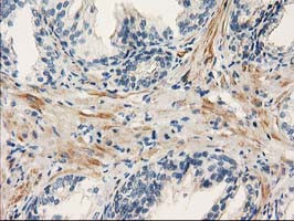 PDE2A Antibody in Immunohistochemistry (Paraffin) (IHC (P))