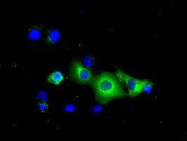 PDE4A Antibody in Immunocytochemistry (ICC/IF)