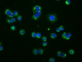 PDE4A Antibody in Immunocytochemistry (ICC/IF)