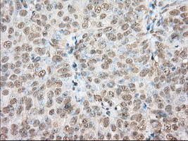 PDE4A Antibody in Immunohistochemistry (Paraffin) (IHC (P))