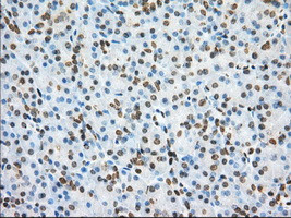 PDE4A Antibody in Immunohistochemistry (Paraffin) (IHC (P))