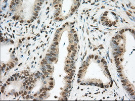 PDE4A Antibody in Immunohistochemistry (Paraffin) (IHC (P))