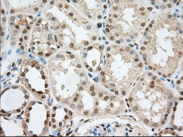 PDE4A Antibody in Immunohistochemistry (Paraffin) (IHC (P))